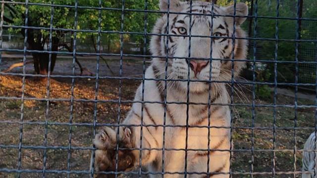 如何让吃饱了的白老虎运动起来