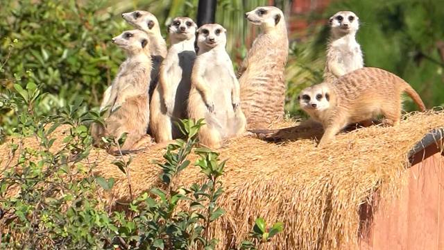 春游就来泉州海丝野生动物世界
