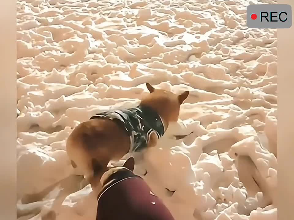 狗子的无语瞬间。