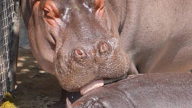 自己的崽，忍不住想吸