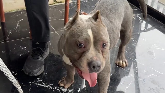 恶霸犬主人找上门：再不听话，我真没办法了