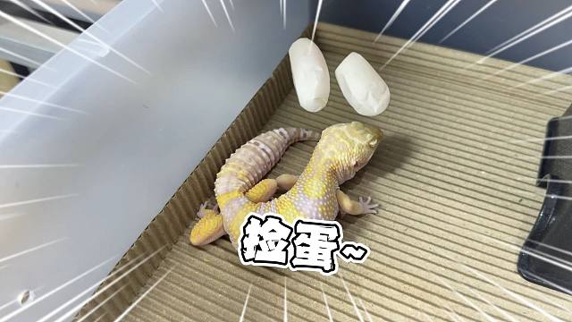 真棒！又白捡两个守宫蛋