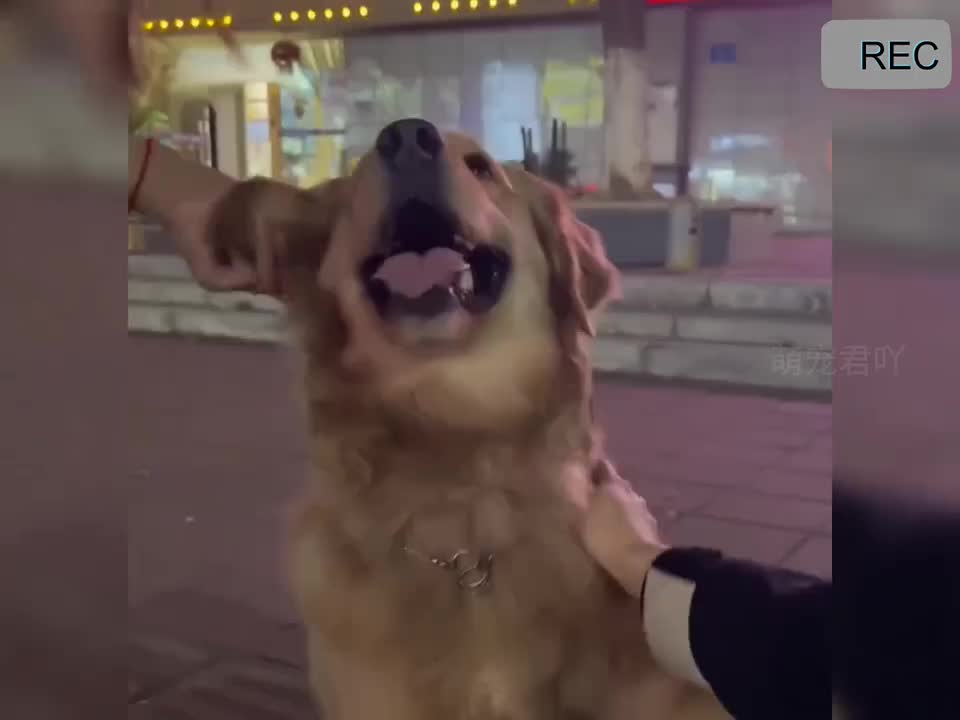 被狗狗治愈的一天