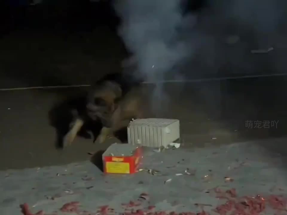 过年狗狗很开心