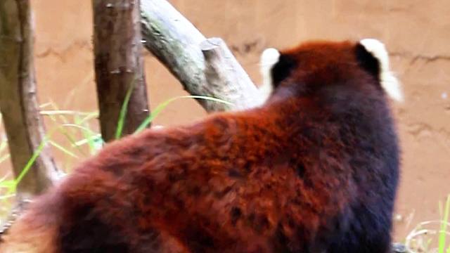 爱爬树架的小熊猫一只