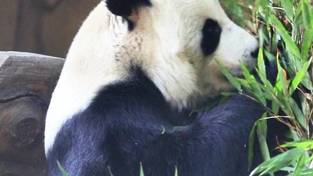 星愿吃竹叶超可爱！