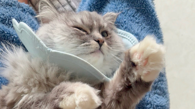 抹完药虽然不太高兴但乖乖躺着不动