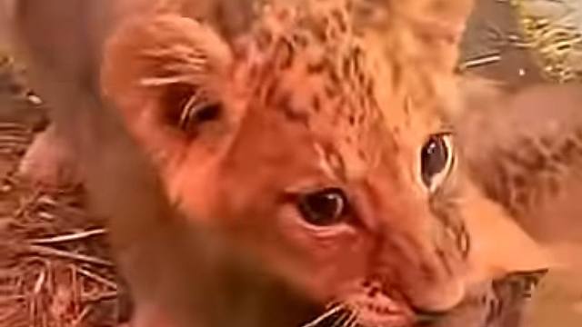 小狮子：再看，就把你吃掉！