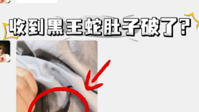 黑王蛇破肚子了？