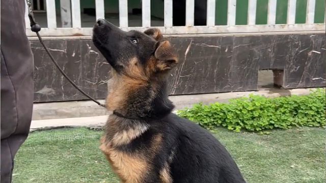 狗狗怎么样才能听话聪明