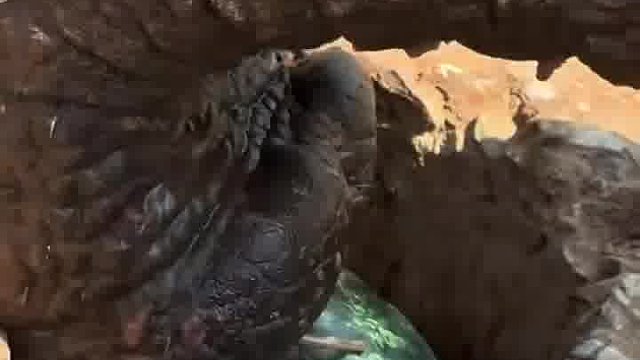 直接用鼻子把西瓜吸出来