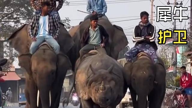 那些好玩的动物视频！