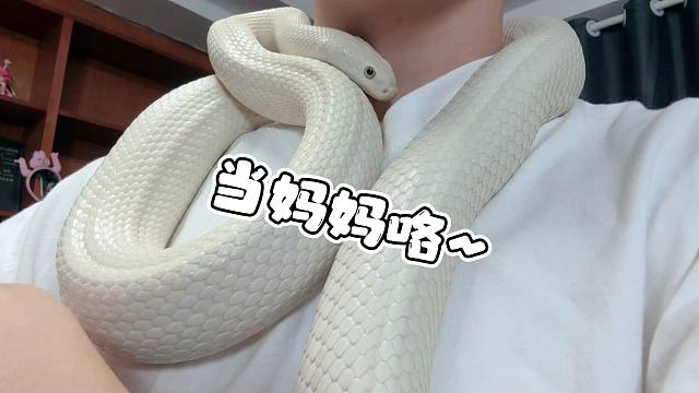 咱家的白素贞又要当妈妈咯