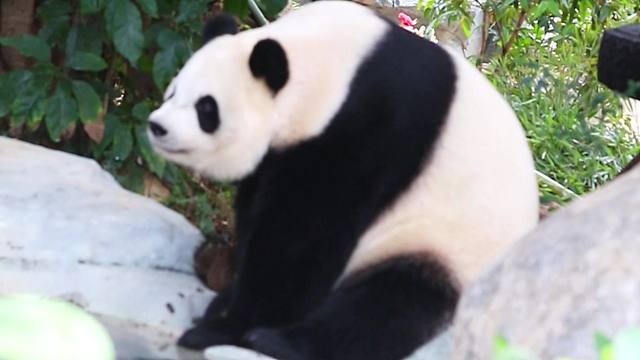 哇在欣赏鸟叫声的星语