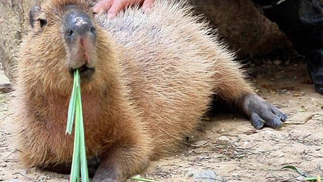 边吃饭边按摩，真的太幸福啦!