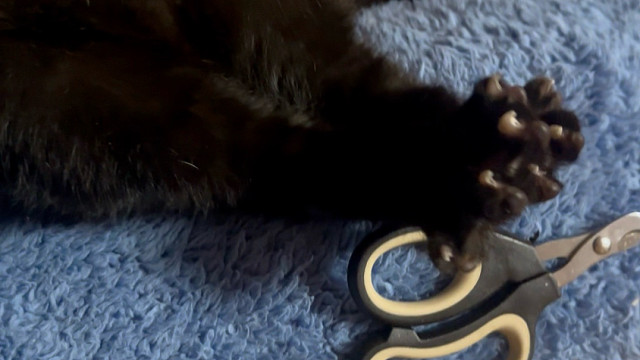 我真是第一次见剪指甲给剪睡着的猫