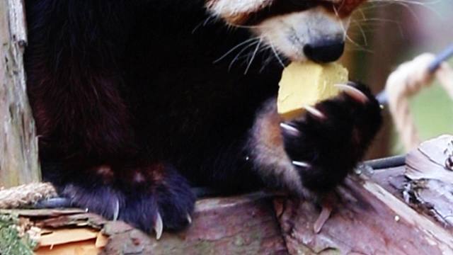 一起来看看小熊猫的干饭日常吧