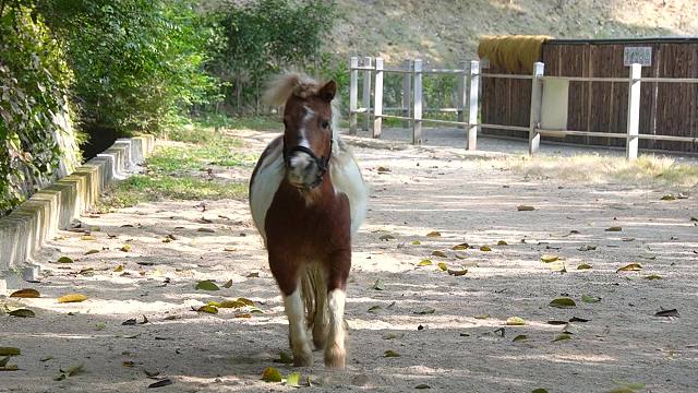 当妈啦依旧是一匹快乐小马