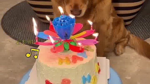 狗过了个很烦躁的生日…