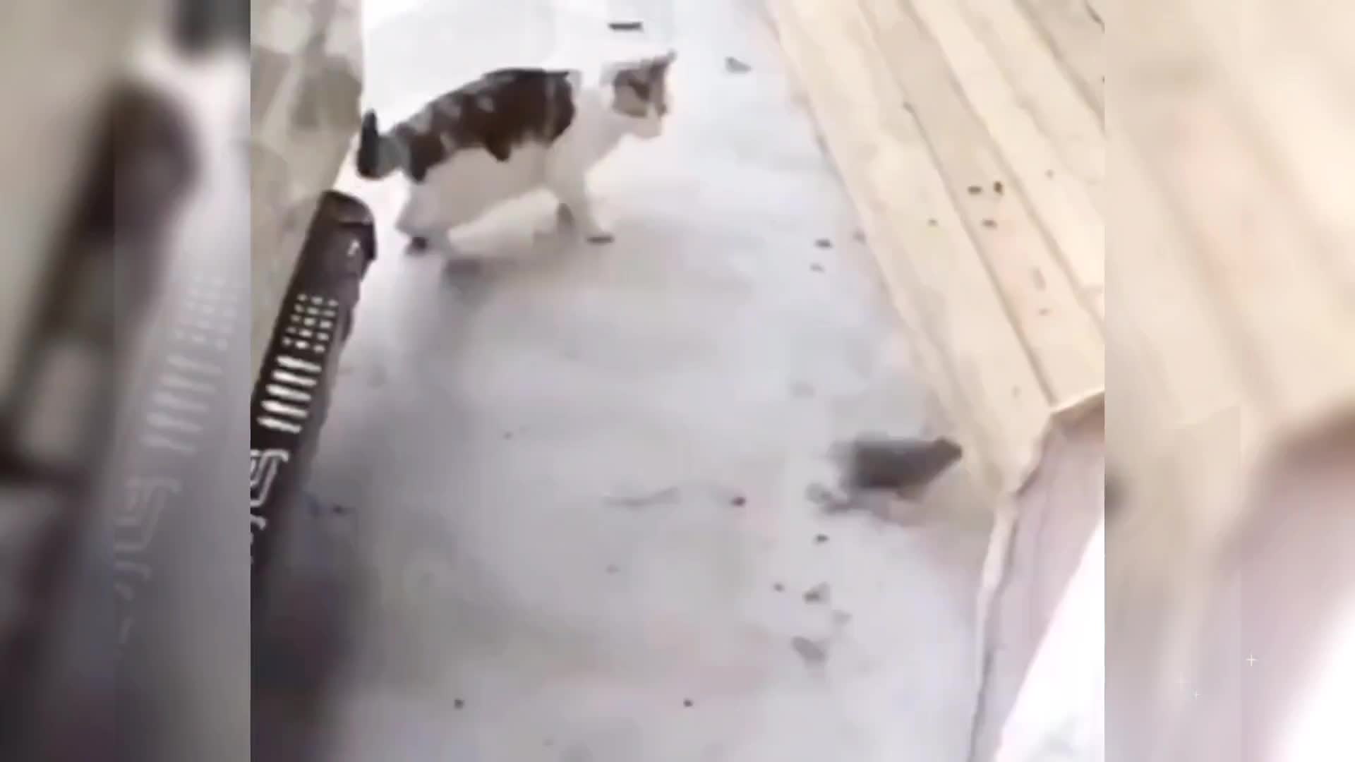 众所周知，猫和老鼠是一部纪录片