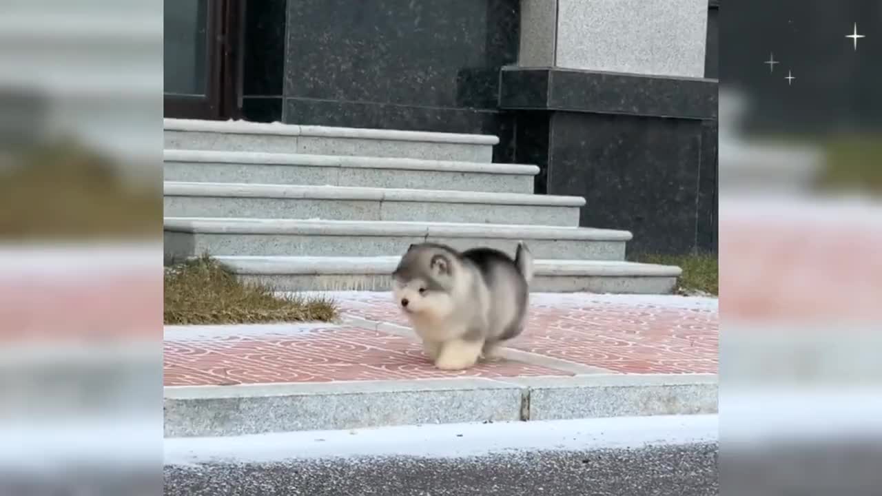 心情不好的话，就来看看狗狗吧！