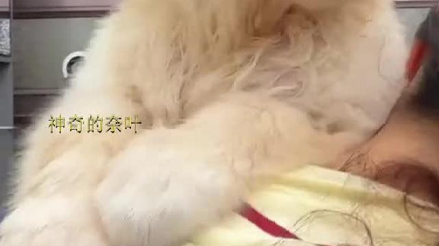 丑小鸭会蜕变成白天鹅的吧？