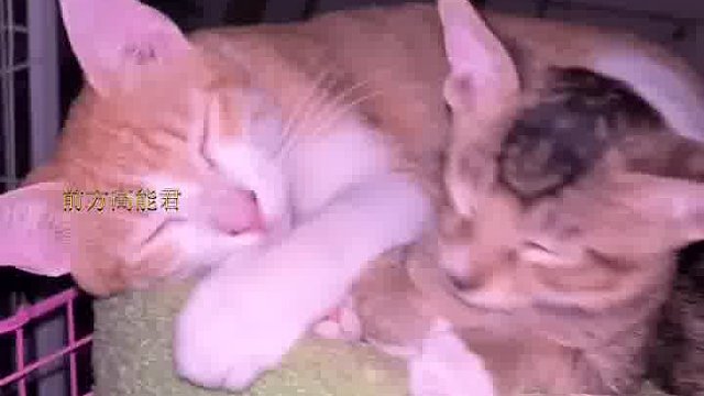 画卷小时候没有妈妈，现在长大了，居然想当其他小猫的妈妈？