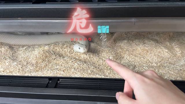 注意！垫材使用错误你家蛇蛇可能小命不保