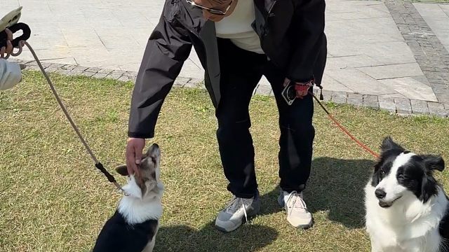 9个月大三色柯基居然会有这个让人不能忍受