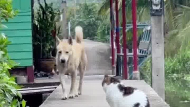 狗子绕着猫咪走路，看来真的有些害怕呀