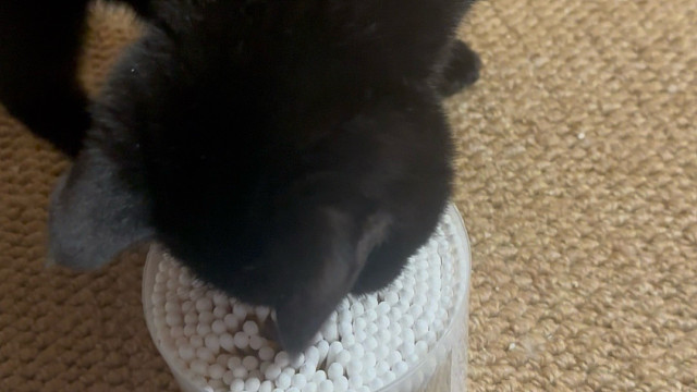 你们家小黑猫也是这样嘛？
