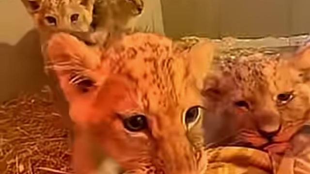 超凶小狮子开始享受起我的抚摸！