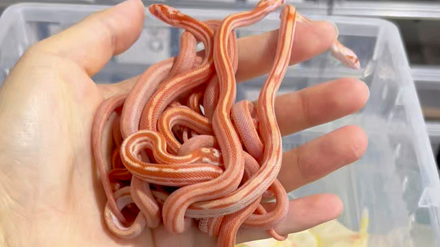 抓一把小蛇简直不要太爽