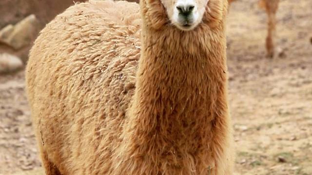 认真又可爱的羊驼一只