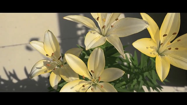 嘿嘿！我简直是种花小能手(¯▽¯)ゞ