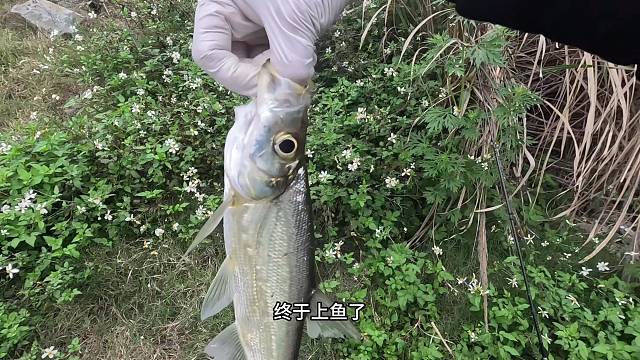 我在贵州都柳江钓到大猛货不得有好几斤