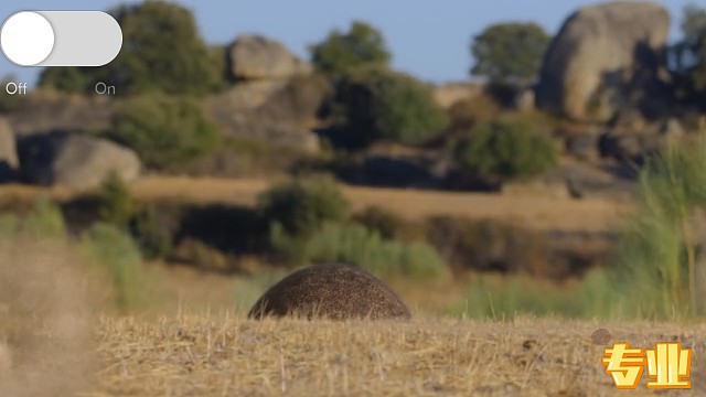 一代人有一代人的动物世界要看