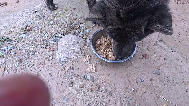 跟狗子横跨6省终于爆护啦