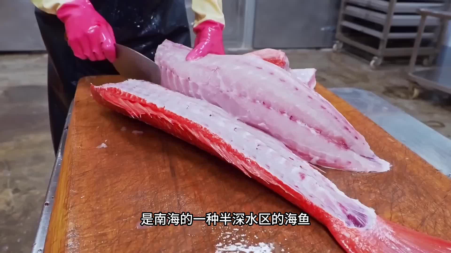 红衫鱼中的“大哥大”