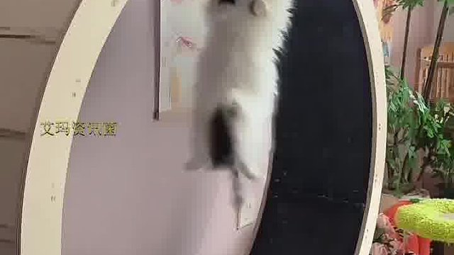 谁也不曾想居然被掉起来了