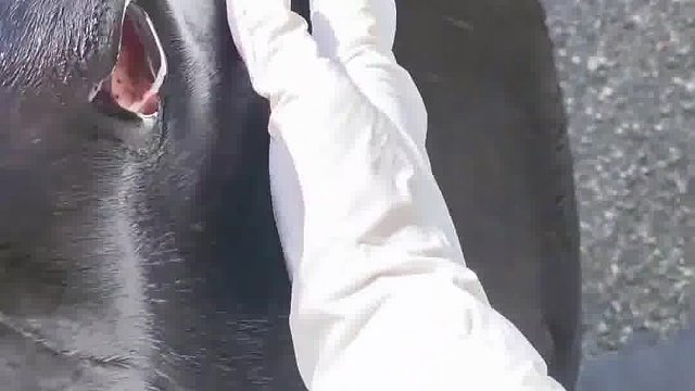 这玩意真能听懂人话吗