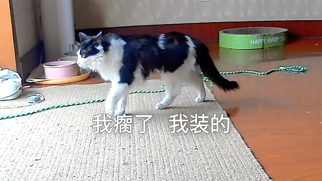 你们觉得小猫会装瘸吗