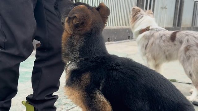 狗狗训练纠正坏习惯学习新技能