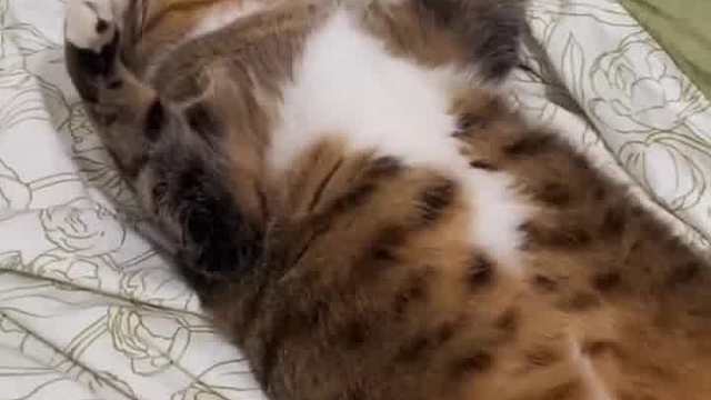 如果猫把自己卷起来睡觉，那你得麻烦可就大了