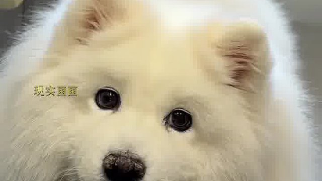 为什么我家狗七岁半了还不会说话