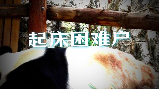 起床困难户