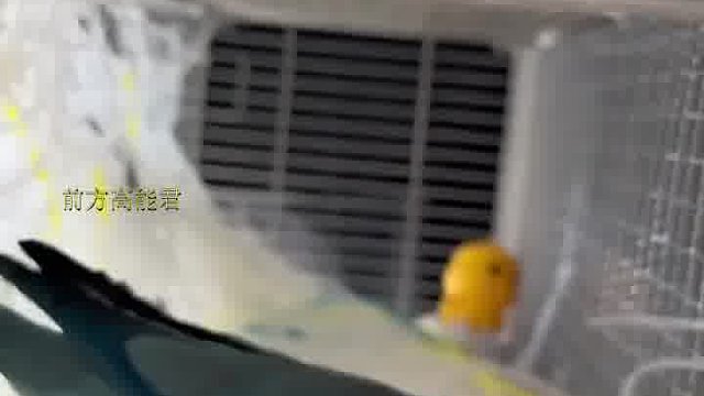 对于搭窝这件事、福蛋有自己独特想法
