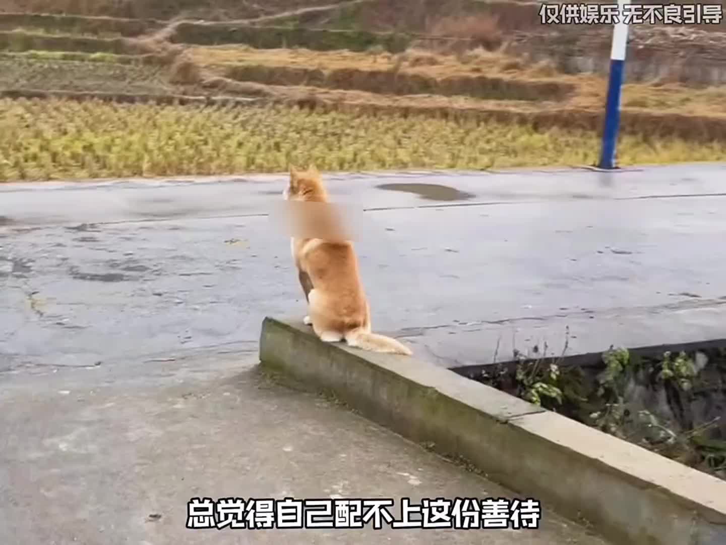 农村的狗狗喜欢炸街