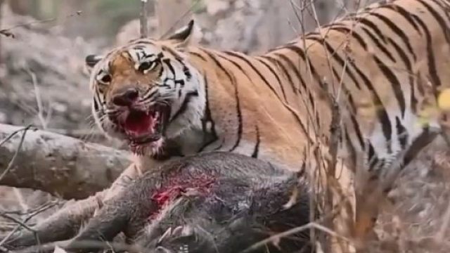 老虎扳倒野猪后已经筋疲力尽