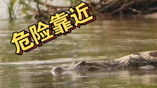 美洲豹水中包抄捕食凯门鳄 一口咬碎鳄鱼头盖骨